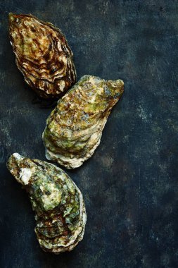 Akdeniz istiridye karanlık bir arka plan üzerinde. Deniz incelik.