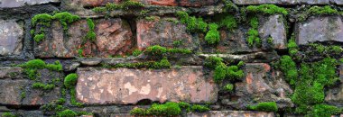Yosun kaplı ıslak tuğla bir duvar. Doğal, arka plan.