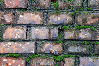 Yosun kaplı ıslak tuğla bir duvar. Doğal, arka plan.