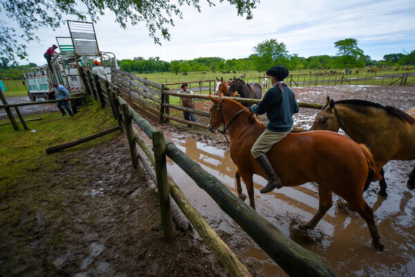 Young gaucho riding a horse in a paddock
