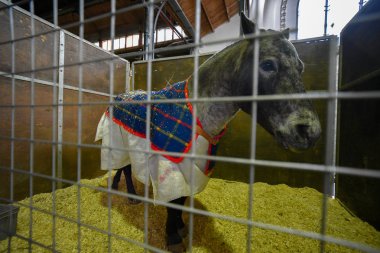 Mavi bir battaniye ile örtülü midilli