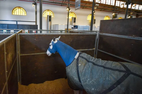Pferd mit blauer Decke bedeckt — Stockfoto