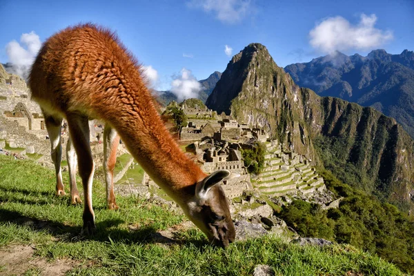 Lama Machu Picchu önünde — Stok fotoğraf