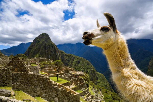 Lama před Machu Picchu — Stock fotografie