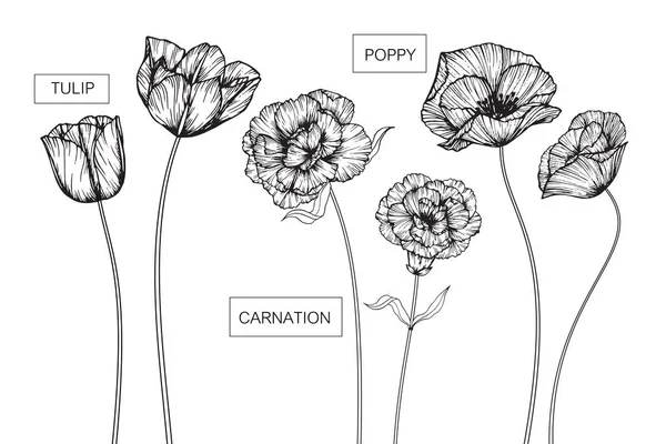 Рисунок цветов тюльпан, гвоздика и мака — стоковый вектор
