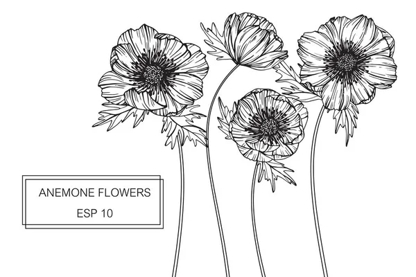 Anemone blommor rita och skissa med line-art — Stock vektor