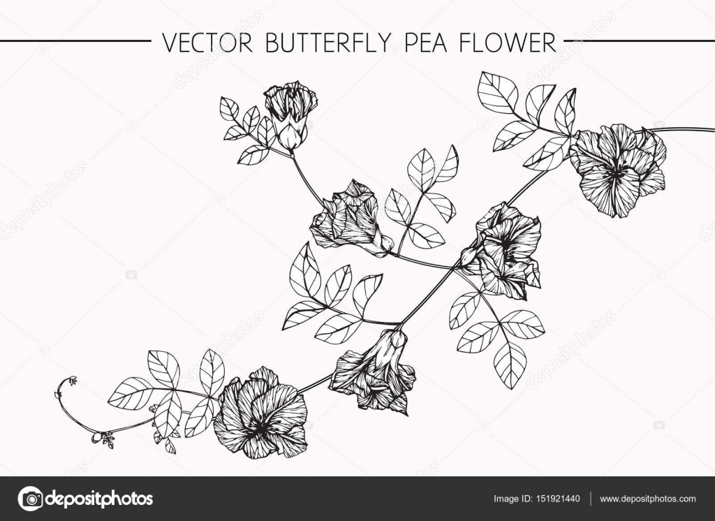 Butterfly pea flowers drawing and sketch with lineart Stock Vector