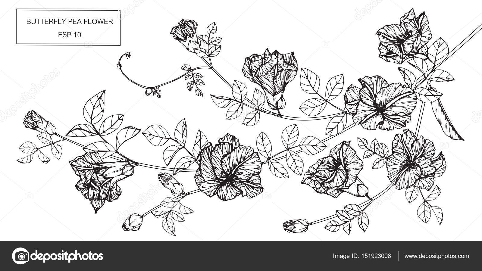 Butterfly pea flowers drawing and sketch with lineart — Stock Vector