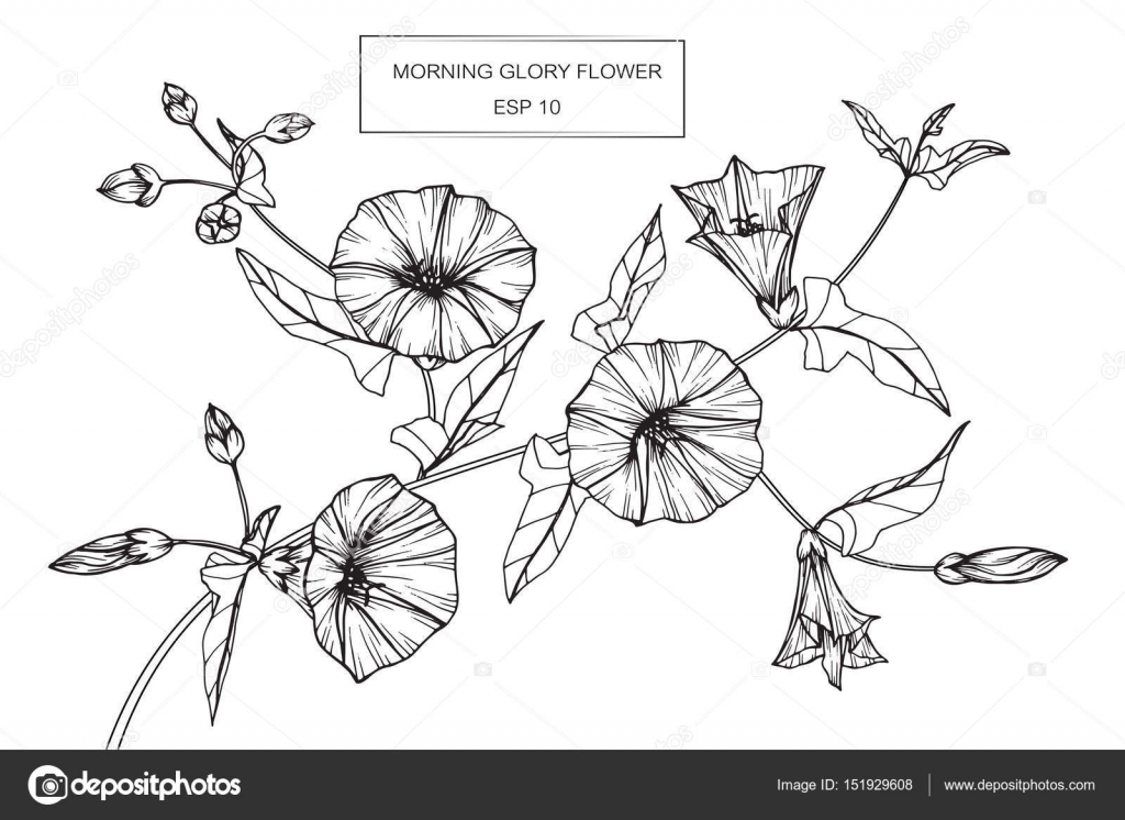 Clip Art Morning Morning Glory Flowers Drawing And Sketch With Line Art Stock Vector C Suwi19 151929608 Learn how to draw morning glory botanical pictures using these outlines or print just for coloring. https depositphotos com 151929608 stock illustration morning glory flowers drawing and html