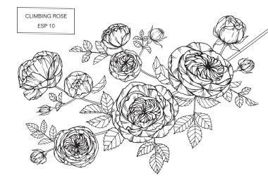 Gül çiçek Çizim ve eskiz Hat sanatı ile 