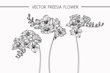 Frezya çiçek Çizim ve eskiz Hat sanatı ile 