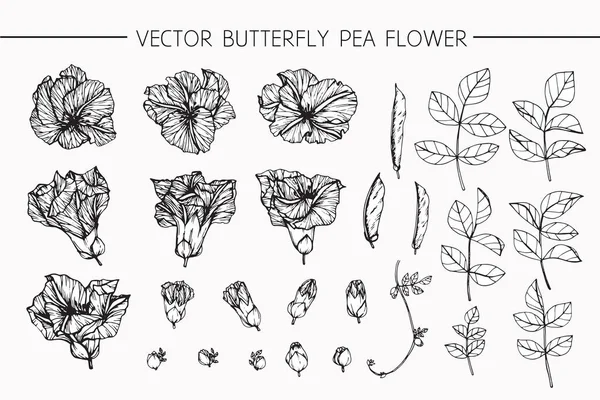 Butterfly pea bloemen tekening en schets met lijn-kunst — Stockvector