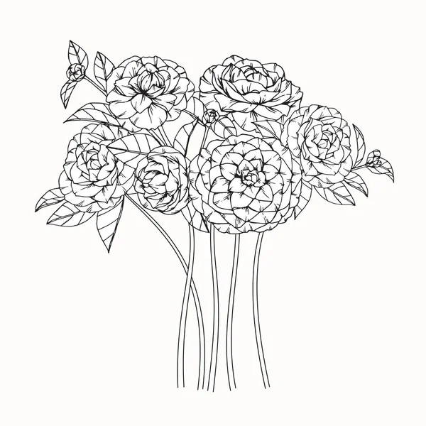 Camélia flores desenho e esboço com linha-arte — Vetor de Stock