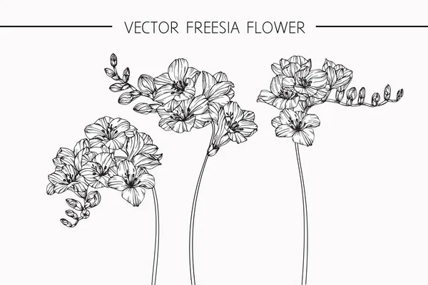 Frezya çiçek Çizim ve eskiz Hat sanatı ile — Stok Vektör