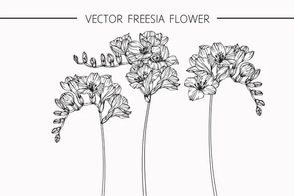 Freesia flores desenho e esboço com linha-arte —  Vetores de Stock