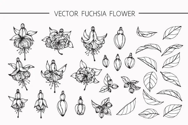 Fuchsia flores desenho e esboço com linha-arte —  Vetores de Stock
