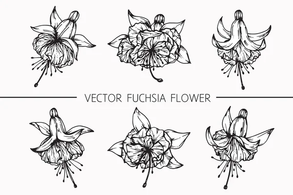 Disegno e schizzo di fiori fucsia con line-art — Vettoriale Stock