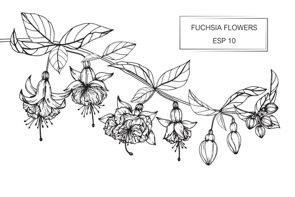 Disegno e schizzo di fiori fucsia con line-art — Vettoriale Stock