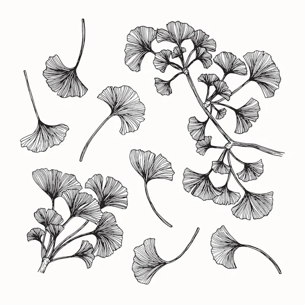 Kumpulan daun ginkgo gambar dan sketsa dengan line-art - Stok Vektor