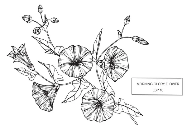 Morning glory blommor rita och skissa med line-art — Stock vektor