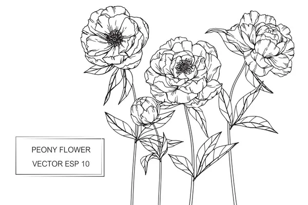 Peony λουλούδια σχέδιο και σκίτσο με το line-art — Διανυσματικό Αρχείο