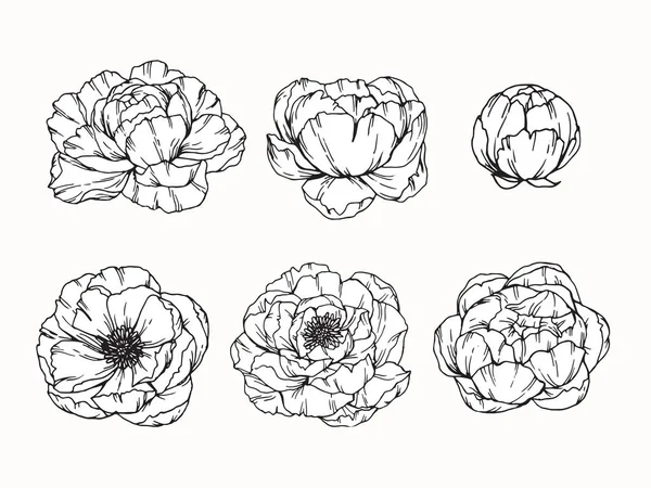 Pivoine fleurs dessin et croquis avec line-art — Image vectorielle
