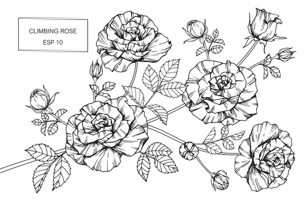 Disegno e schizzo di fiori di rosa con line-art — Vettoriale Stock