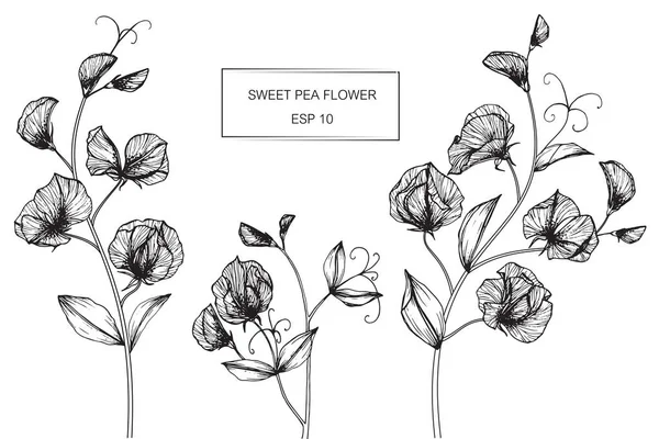 Γλυκό μπιζέλι λουλούδια σχέδιο και σκίτσο με το line-art — Διανυσματικό Αρχείο