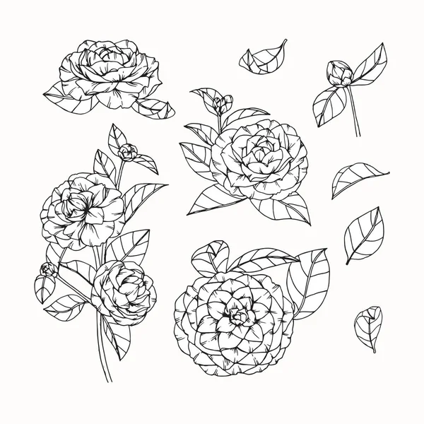 Camellia flowers drawing and sketch with line-art — Stock Vector