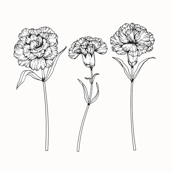 Desenho de flores de cravo e esboço com arte de linha — Vetor de Stock