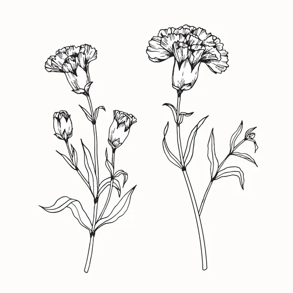 Desenho de flores de cravo e esboço com arte de linha —  Vetores de Stock