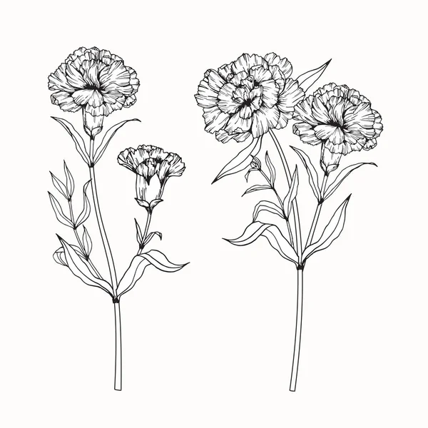 Desenho de flores de cravo e esboço com arte de linha — Vetor de Stock