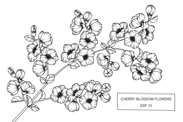 Kersenbloesem bloemen tekenen en schetsen met lijn-kunst — Stockvector