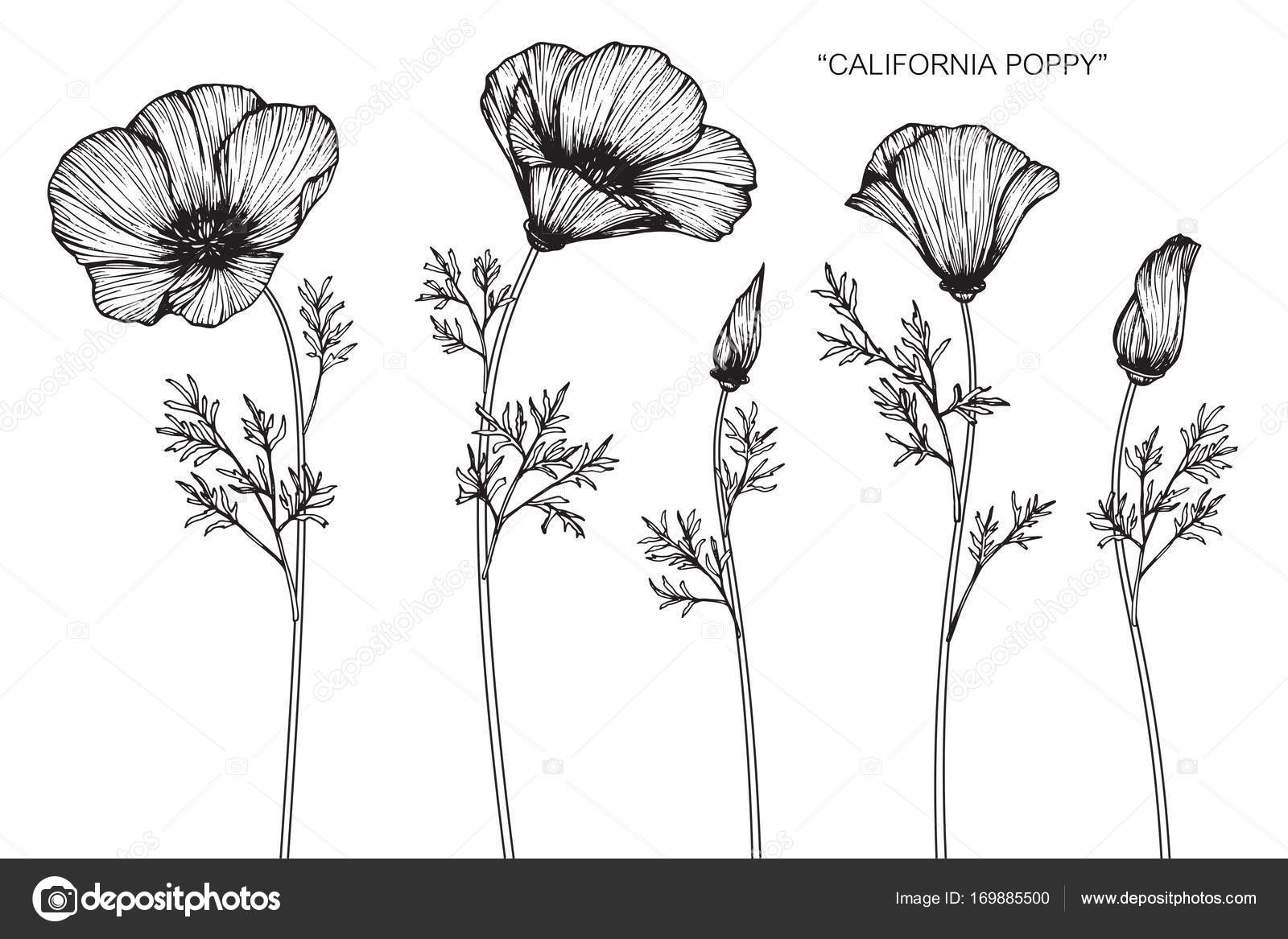 Poppy Flower Drawing Black And White Poppy ClipArt ETC Poppy