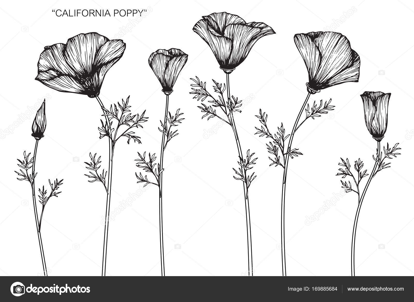 California Pavot  Fleurs Dessin  Croquis Avec Line Art Sur 