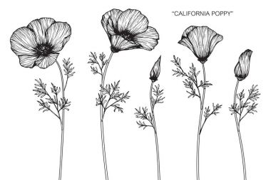 California haşhaş çiçek Çizim ve eskiz ile çizgi-resim beyaz arka plan üzerinde.