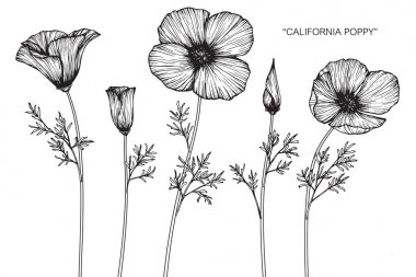 California haşhaş çiçek Çizim ve eskiz ile çizgi-resim beyaz arka plan üzerinde.