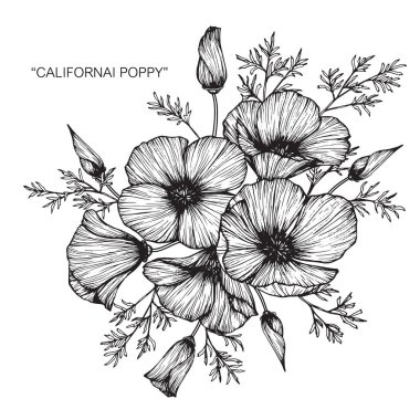 California poppy flowers drawing and sketch with line-art on white backgrounds. clipart