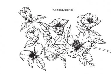 Camellia Japonica çiçek Çizim ve eskiz ile çizgi-resim beyaz arka plan üzerinde.