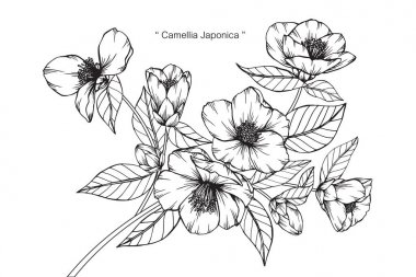 Camellia Japonica çiçek Çizim ve eskiz ile çizgi-resim beyaz arka plan üzerinde.