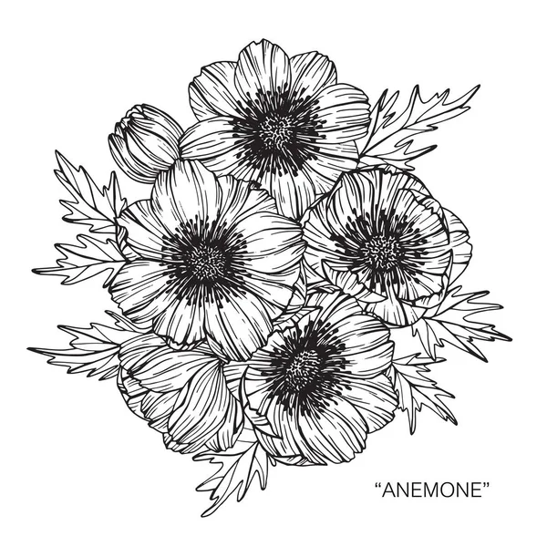 Anemone Blommor Rita Och Skissa Med Linje Konst Vit Bakgrund — Stock vektor