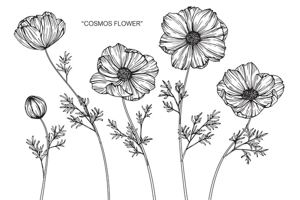 Cosmos Disegno Fiori Schizzo Con Line Art Sfondo Bianco — Vettoriale Stock