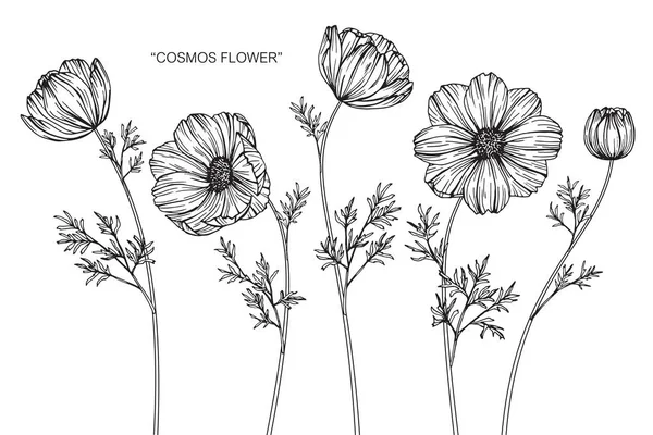 Cosmos Flores Dibujo Boceto Con Line Art Sobre Fondos Blancos — Vector de stock