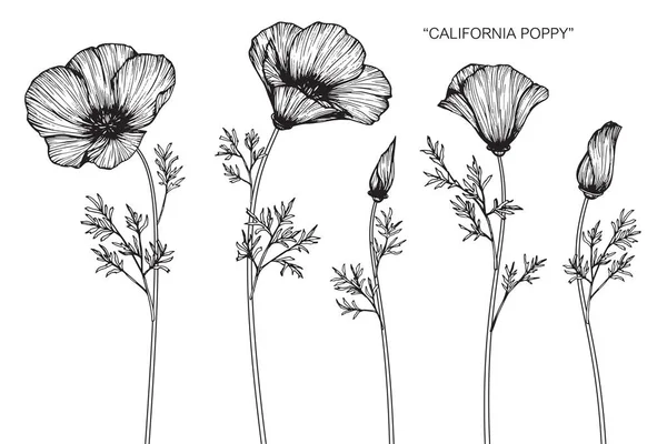 California Poppy Flowers Drawing Sketch Line Art White Backgrounds — Stock Vector