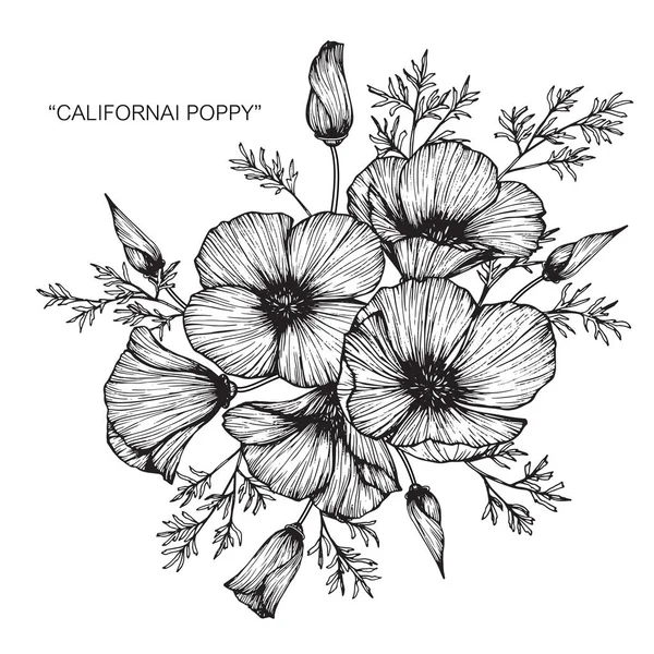 カリフォルニアポピーの花の描画と白い背景の線画でスケッチ — ストックベクタ