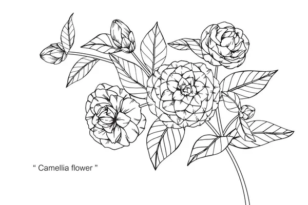 Kamelya Çiçek Çizim Eskiz Ile Çizgi Resim Beyaz Arka Plan — Stok Vektör