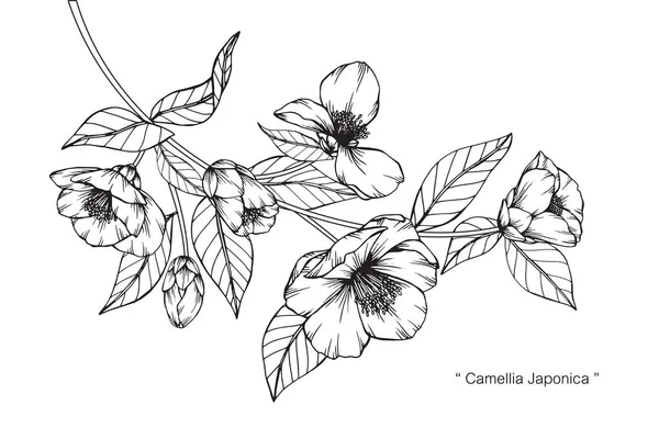 Camellia Japonica Flores Dibujo Boceto Con Línea Arte Sobre Fondos — Archivo Imágenes Vectoriales