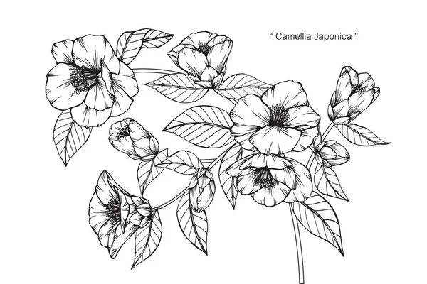 Camellia Japonica bloemen tekenen en schetsen. — Stockvector