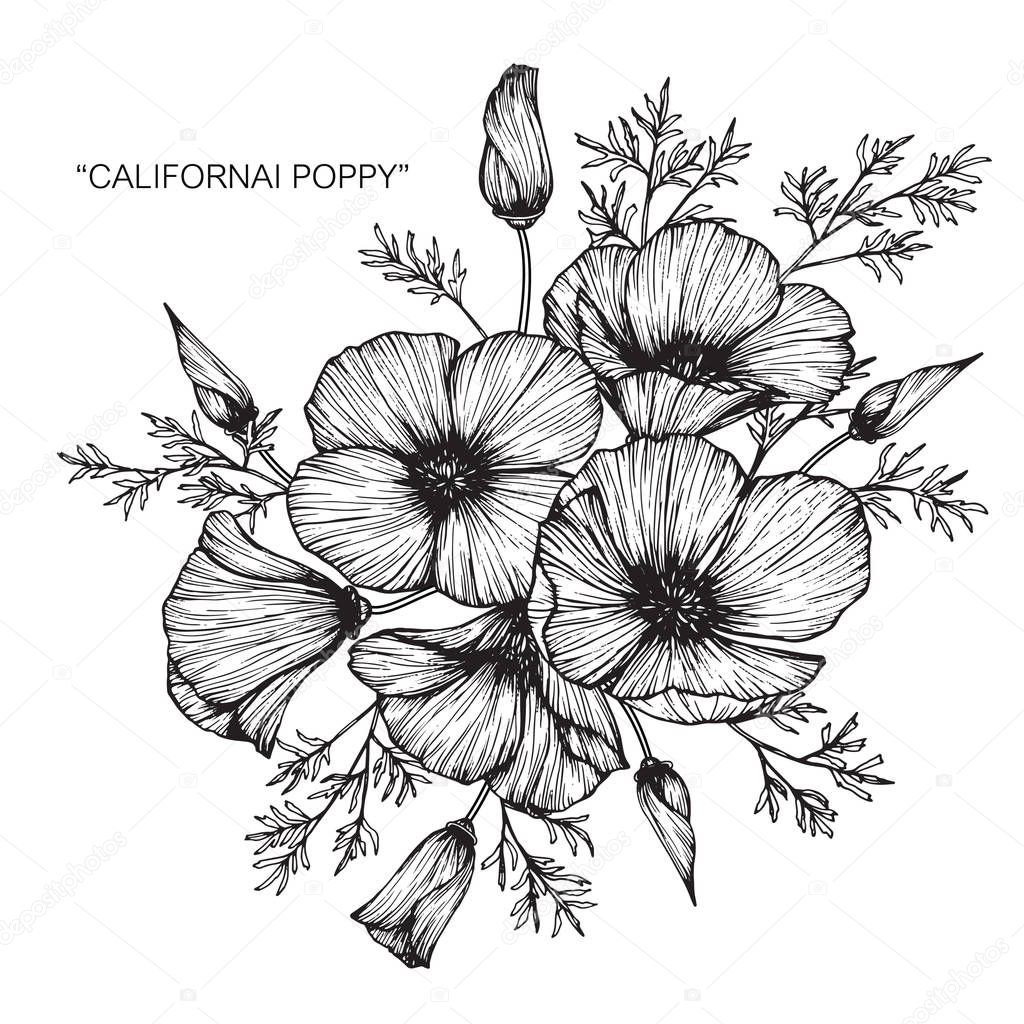 Fleurs Pavot Californie Dessin Croquis Avec Trait Sur Fond ... Fleurs Pavot Californie Dessin Croquis Avec Trait Sur Fond ...