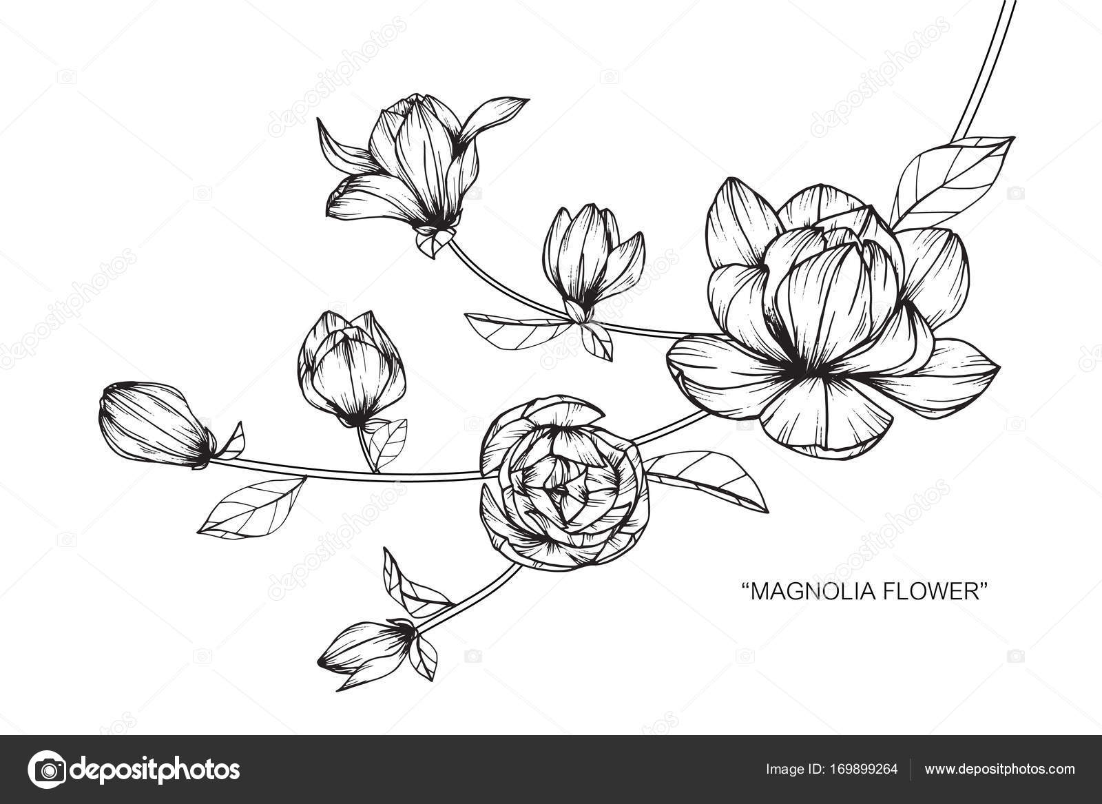 Blumen Zeichnen Lernen Magnolia Flower Drawing Sketch Black White Line